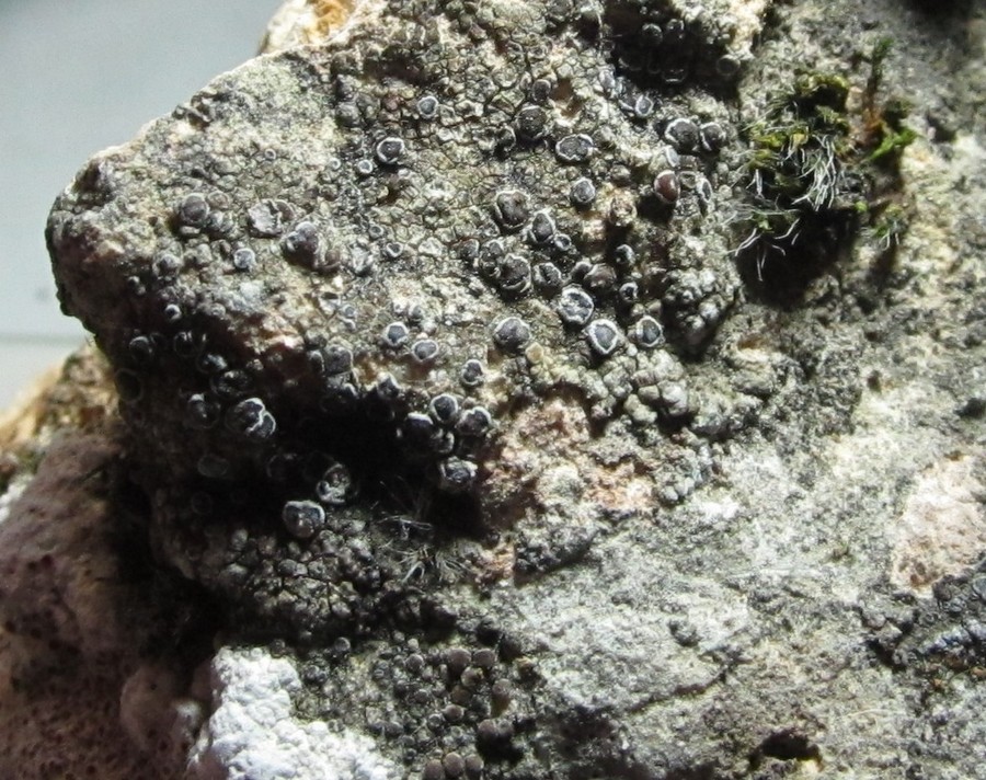 Caloplaca sp